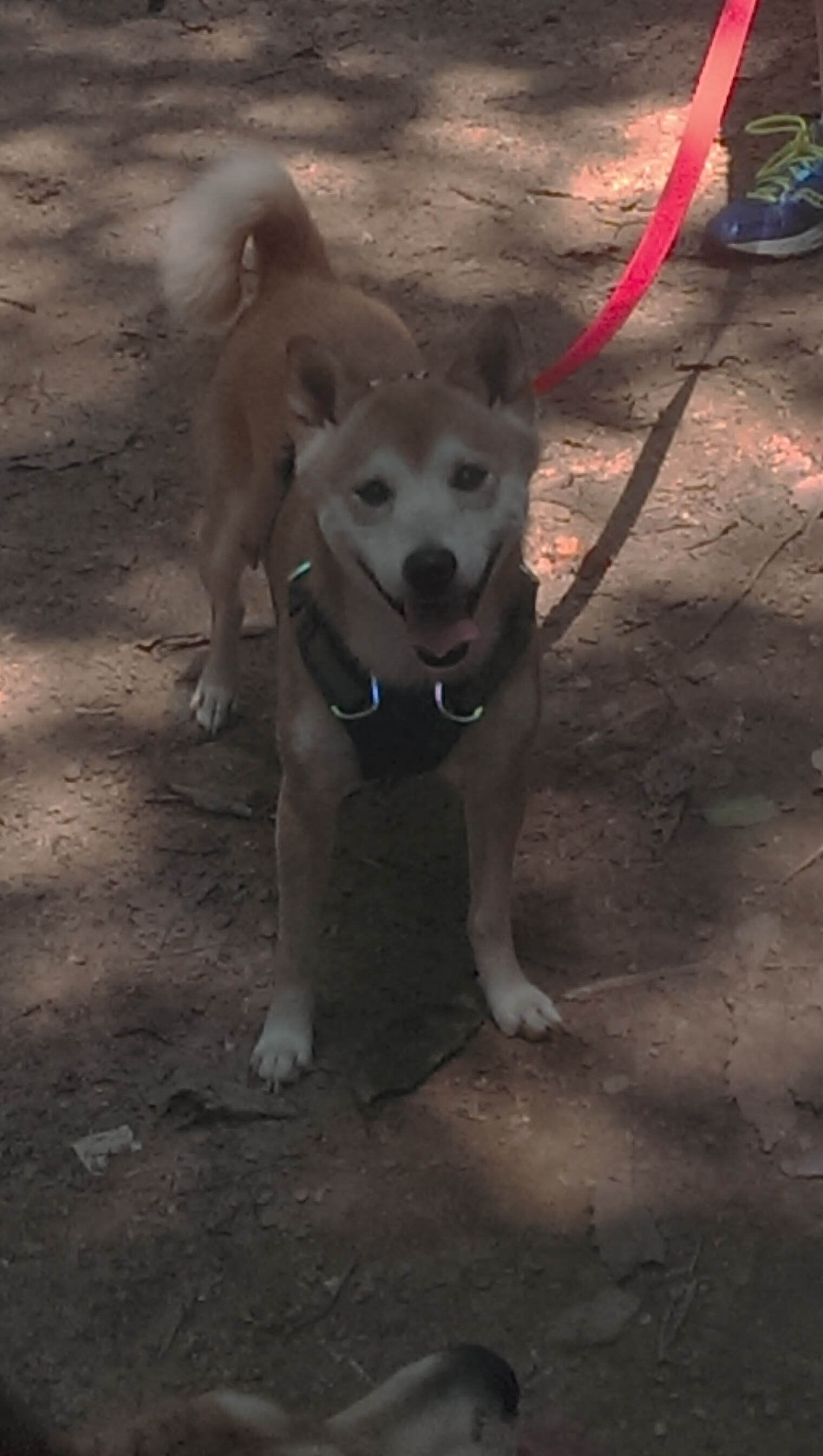 开云体育官网登入-“全民健身 运动三秦”广场舞公益推广活动在陕西商洛成功举办,陕西省第三届全民健身运动会广场舞  第1张 开云体育官网登入-“全民健身 运动三秦”广场舞公益推广活动在陕西商洛成功举办,陕西省第三届全民健身运动会广场舞  第1张